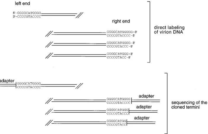 FIG. 6. The terminal structures of the linear EBV genome. The results of the sequence analysis of the cloned termini and analysis of the single-stranded terminalvirion DNA fragments are compared