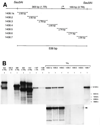 FIG. 8. Deletion analysis of the TR sequence. (A) Seven deletion mutants were constructed by in vitro oligonucleotide-directed mutagenesis of the 538-bp TRsequence of plasmid p1187