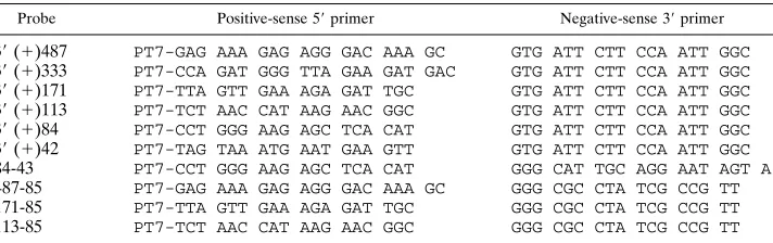 FIG. 1. Schematic diagram of the MHV genome, the locations of RNA probes, and summary of RNase Tvarious segments of the 31 protection/gel mobility shift assays