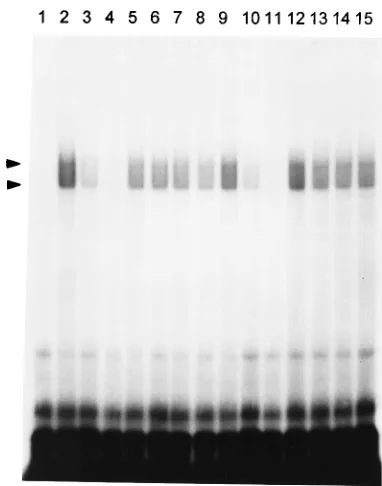 FIG. 2. Speciﬁc binding of host cellular proteins to the 3�with cytoplasmic extracts from either mock-infected (lanes 2 to 8) or MHV-JHM-infected (lanes 9 to 15) 17Cl-1 cells as described in Materials and Methods.Some samples contained competitor RNAs as i