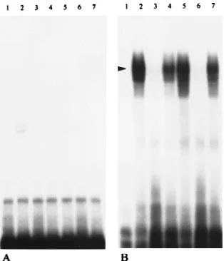 FIG. 4. Localization of the protein-binding site with 3�absence of competitor RNA with mock- and MHV-infected lysates, respectively;lanes 3 and 6, 3excess of unlabeled speciﬁc 3sates, respectively; lanes 4 and 7, 3a 75-fold molar excess of nonspeciﬁc tRNA 