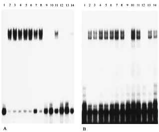 FIG. 5. Cross-competition assays of 3�lanes 12 to 14, 400-fold molar excess of unlabeled 31, free probe; lane 2, probe with no competitor RNA; lanes 3 to 5, 0.1-fold molar excess of unlabeled 3molar excess of unlabeled 33respectively; lanes 6 to 8, 1-fold 