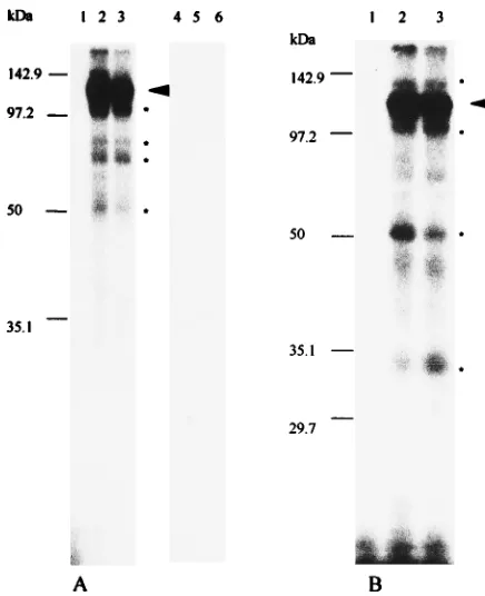 FIG. 6. Identiﬁcation of host cell proteins binding to the 3�5, 84-43 probe with mock-infected lysate; lane 6, 84-43 probe with MHV-infectedlysate