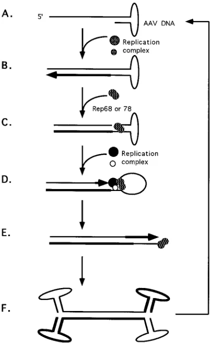 FIG. 2. Sequence alignment of the P1 element derived from the chromosome19 integration locus (AAVS1) with the AAV ITR