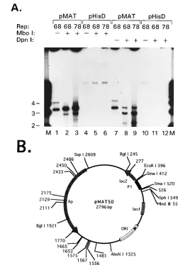 FIG. 4. (A) Extent of DNA synthesis determined by DpnI resistance. Repli-cation reactions were performed as described in Materials and Methods by using