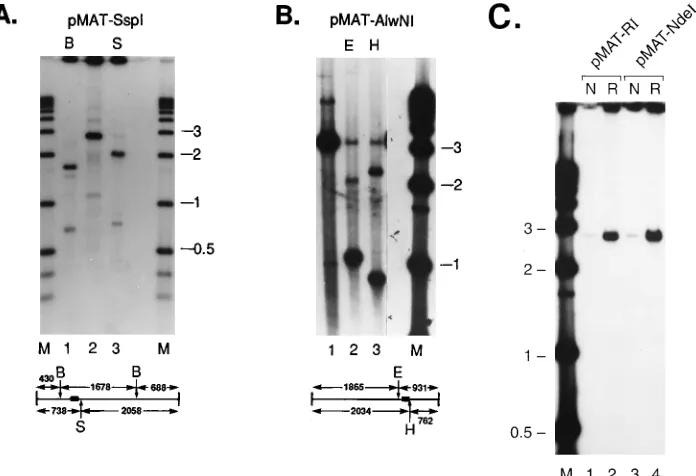 FIG. 5. Replication using linearized plasmids as substrates. pMAT50 was linearized prior to incubation with MBP-Rep68