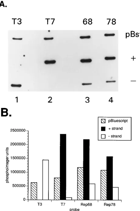 FIG. 6. (A) Labeled-strand speciﬁcity determined by hybridization to single-stranded DNA