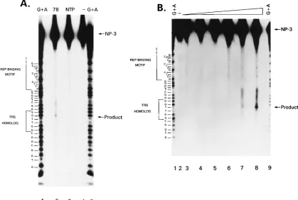 FIG. 8. Rep endonuclease cleavage of P1. 20 ng of duplex oligonucleotides was used as a substrate in each 20-fractionated on an 8% sequencing gel