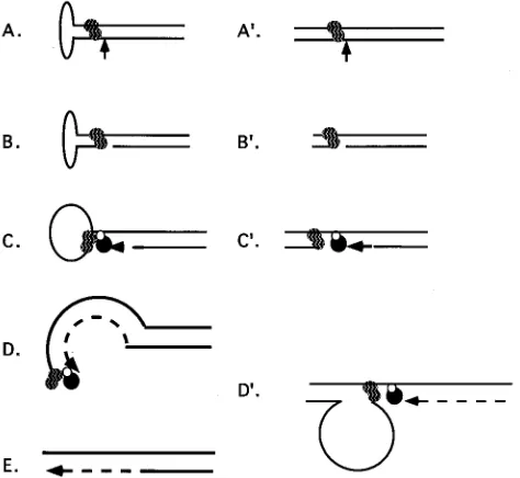 FIG. 9. Comparison of AAV terminal resolution with a model of Rep-de-pendent plasmid replication