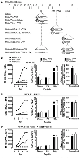 FIG 7 Presentation to, and priming of, CD8Extent of cell surface presentation of MHC-I:OVA� T cells by OVA257 expressed in different loci of rMVA andwithout a functional TK