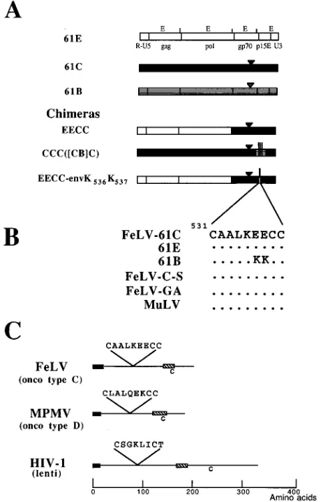 FIG. 1. (A) Schematic diagram of 61E, 61C, and 61B viral genomes andchimeras. The chimeras are named according to the system used previously (12,