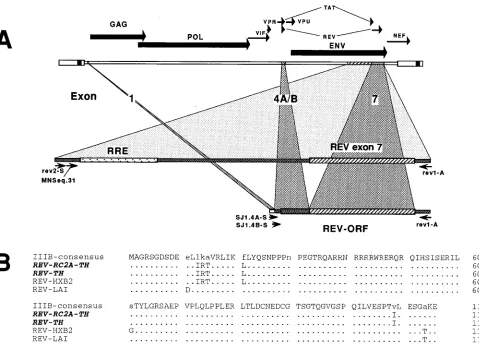 FIG. 4. Analysis of rev1 and 4A (SJ1.4A-S) or 1 and 4B (SJ1.4B-S) and the rev1-A primer