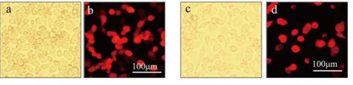 Figure 1. Identification of the PIZ/V5-BmICE-2-miRNA-dsRed and PIZ/V5-BmICE-2-Control-miRNA-dsRed recombinant plasmids by digestion with Asc I and Sac Π