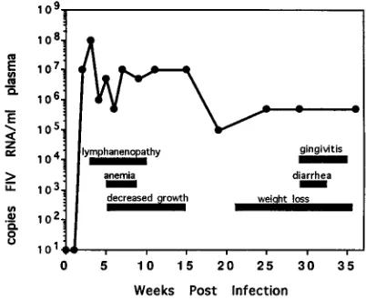FIG. 7. Comparison of plasma virus loads and durations of clinical symp-toms. Plasma viremia for cat 3224 was determined by QC-PCR as described in