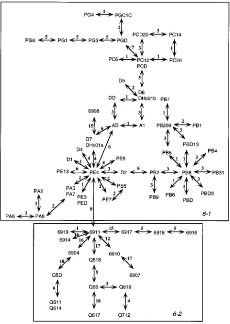 FIG. 4. Nesting design as calculated by the procedures outlined by Temple-ton and Sing (22)