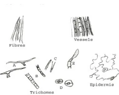 Fig. 2: Powder analysis of vernonia cinerea Less