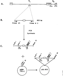 FIG. 2. Cloning strategy for the 833-bp oriL-containing plasmid pOL-833.(A) Diagram of the HSV-1 genome as described in the legend to Fig