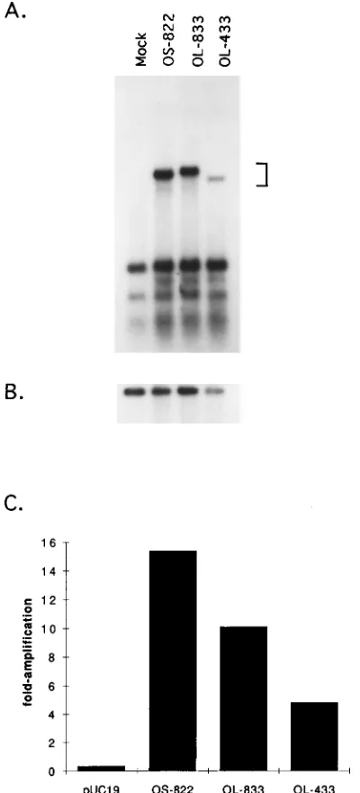 FIG. 4. Replication efﬁciencies of oriL-containing plasmids pOL-833 andpOL-433 relative to an oriS-containing plasmid, pOS-822