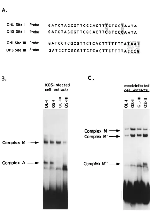 FIG. 6. Diagram of the binding sites of OBP in complexes A and B and of the cellular factor, OF-1, in complex M within oriS site I
