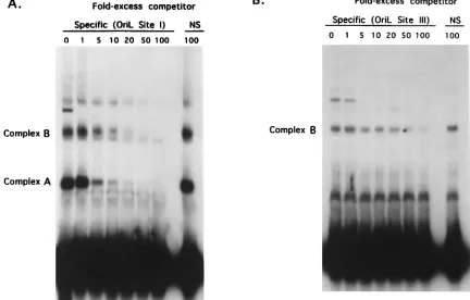 FIG. 8. Speciﬁcity of infected-cell complex formation with oriL site I and III DNA probes
