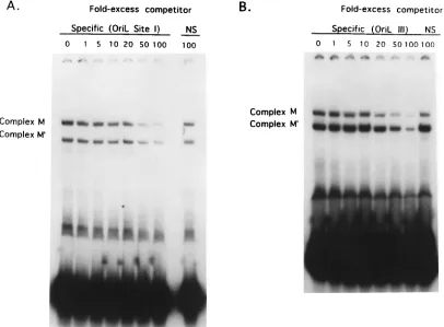 FIG. 10. Speciﬁcity of cellular protein-DNA complex formation with oriL site I and III DNA probes