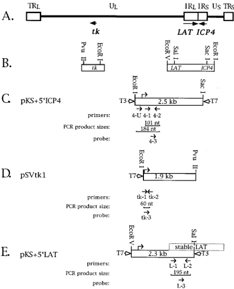 TABLE 2. PCR conditions