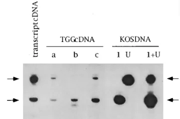FIG. 7. Strand speciﬁcity and correlation of expression of ICP4visible by ethidium bromide staining; thus, they represent abundant products arising from cellular sequences and exhibiting weak complementarity to theprobe