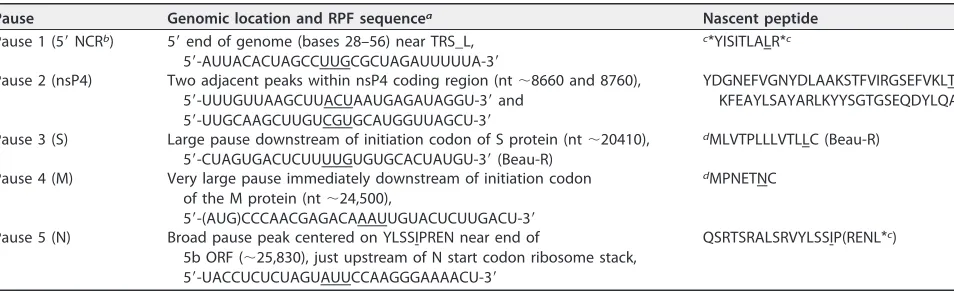 TABLE 1 Ribosomal pause sites within the IBV genome