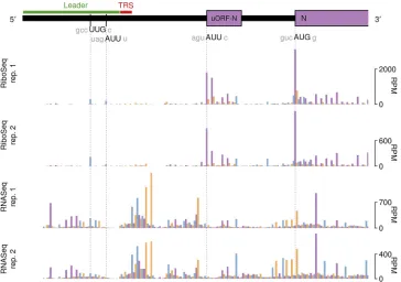 FIG 6 RiboSeq and RNASeq coverage of sgmRNA N in IBV Beau-R. Coverage is expressed as reads per millionmapped reads (RPM)