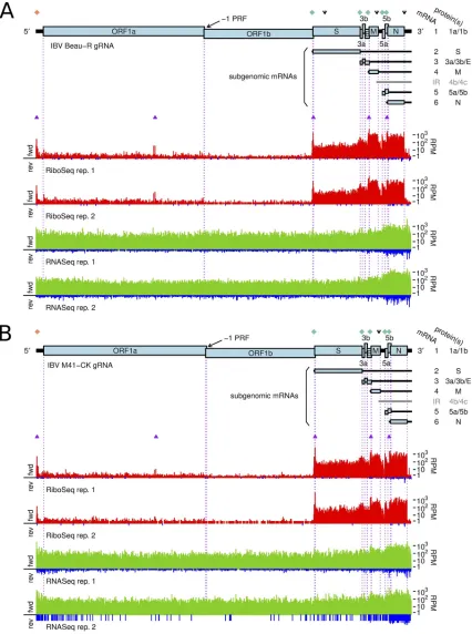 FIG 1 Structure and read coverage of the IBV Beau-R (A) and IBV M41-CK (B) genomes. Coverage in the RiboSeq (red) and RNASeqrespectively