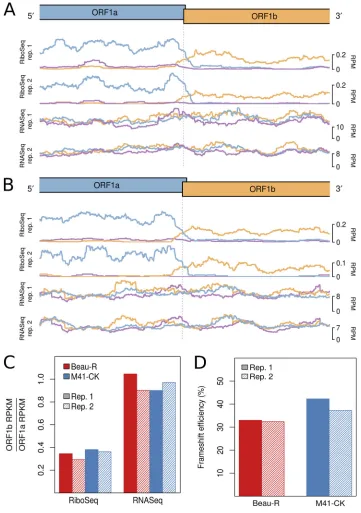 FIG 3 RiboSeq and RNASeq coverage proximal to the junction between ORF1a and ORF1b for IBV Beau-R (A) andIBV M41-CK (B)