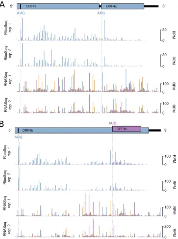 FIG 4 RiboSeq and RNASeq coverage of ORF4b and ORF4c in IBV Beau-R (A) and IBV M41-CK (B)
