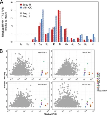 FIG 5 (A) Translation efﬁciencies (TEs) of virus ORFs, as calculated using the relative abundances (reads per million[RPM]) of chimeric TRS-spanning RNASeq reads