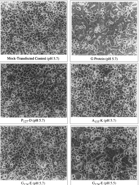 FIG. 2. Syncytium formation in cells expressing wild-type or mutant G proteins. HeLa cells from the experiment presented in Fig