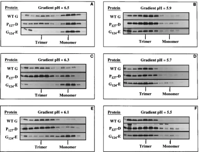 TABLE 3. Titers of virus particles containingfusion-defective G protein mutants