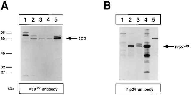 FIG. 2. Analysis of protein expression from cells transfected with RNA derived from replicons containing the gaginfected with type 1 Mahoney poliovirus at a multiplicity of infection of 30 (lane 5)