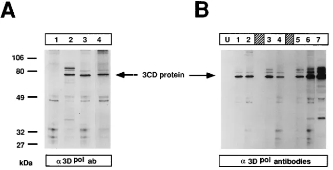 FIG. 5. Analysis of protein expression from cells infected with normalized amounts of replicon virus stocks and material derived from serial passages of equivalentamounts of replicon virus stocks with VV-P1