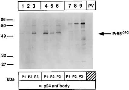 FIG. 6. Analysis of protein expression from cells infected with material de-rived from the serial passage of encapsidated replicons with wild-type poliovirus.