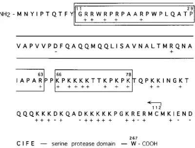 Figure 1 shows the amino acid sequence of the NHnal domain of SFV C protein. The border between the NH2-termi--