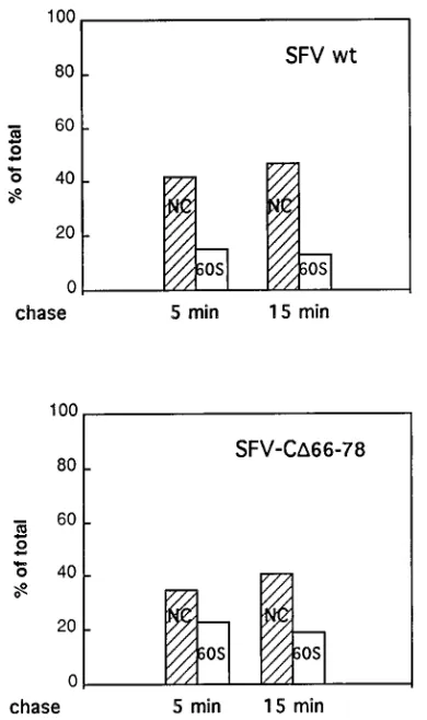 TABLE 1. Efﬁciency of protein synthesis, virus budding, andrelease of infectious virus in SFV C� RNA-transfected cells