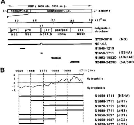 TABLE 1. Oligonucleotide primers for the PCR used in the construction of the pCMV plasmids