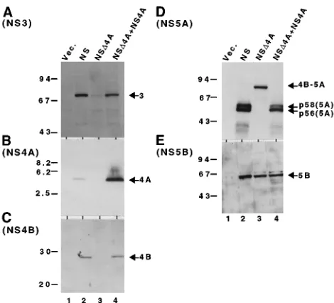 FIG. 2. Detection of processed products of NS�on NS4A and the effect of NS4A4A processing