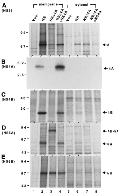 FIG. 4. Localization of processing products of NS�4A and the effect ofNS4A on their subcellular localization