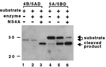 FIG. 5. Role of NS4A in HCV nonstructural protein processing. Lysates ofCOS-1 cells transfected with the plasmids indicated above the gel were fraction-