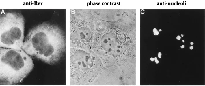 FIG. 2. Intracellular localization of dRev expressed by pLdrevb. COS7 cells were transfected with 6 �both FITC for anti-Rev antiserum (A) and TRITC for serum from a patient with progressive systemic sclerosis (C)