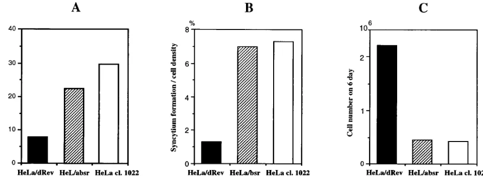 FIG. 4. Effects of the drevcells were cocultivated with chronically infected H9 cells for 48 h
