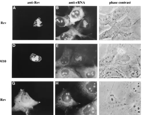 FIG. 6. Distribution of rRNA in COS7 cells transfected with Rev or mutant Rev expression vector