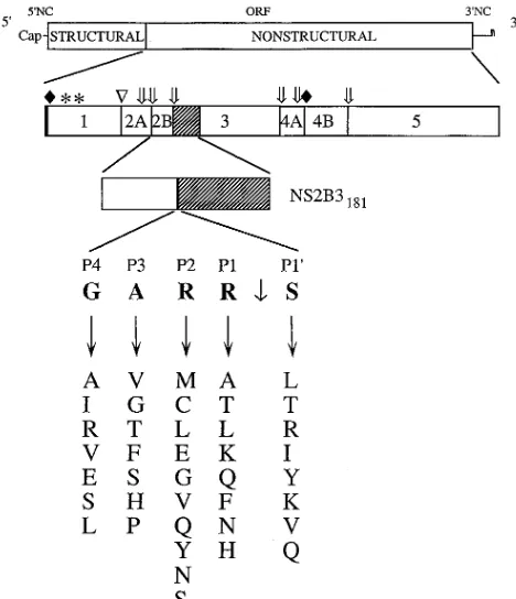 FIG. 1. Site-directed mutagenesis of the YF 2B/3 cleavage site. The YFgenome with its structural and nonstructural regions is depicted at the top