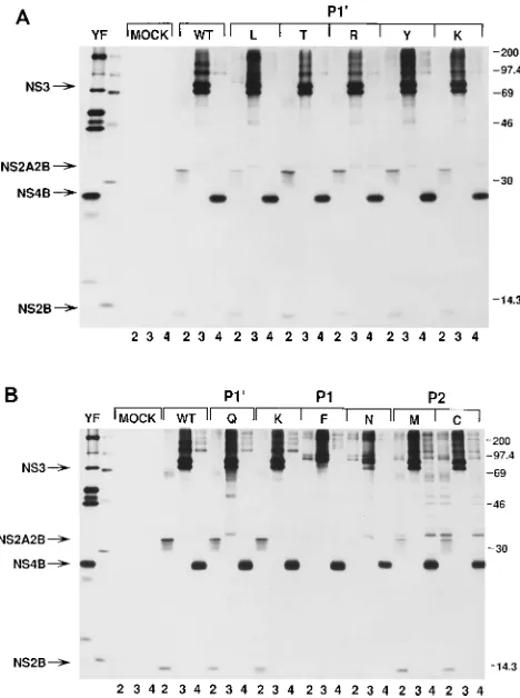 TABLE 1. Effects of 2B/3 cleavage site mutations onviral replicationa