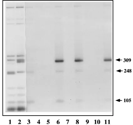 FIG. 1. The MVM 3 origin sequence speciﬁcally coprecipitates with NS1.double-digest fragments derived from pCR II (lane 1) and pL1-2TC (lane 2),prior to immunoprecipitation
